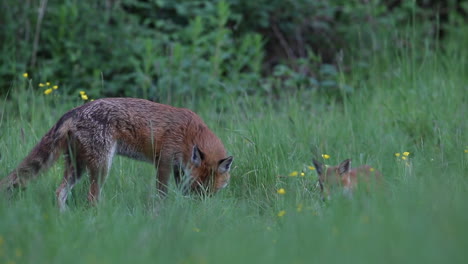 Fox-Cub-and-Adult-Eating-in-a-Field-with-Yellow-Flowers-in-Twilight