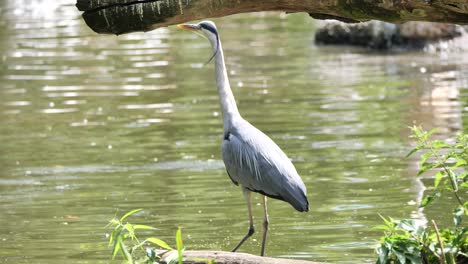 Slow-motion-shot-of-gray-heron-walking-along-river-shore-during-sunny-day---Watching-and-hunting-for-fish-food-in-water