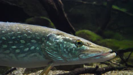 Close-up-portrait-of-blue-colored-Pike-Fish-underwater-during-sunny-day