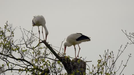 Two-White-Stork-looking-for-food-on-top-of-tree-against-cloudy-sky,slow-motion-shot