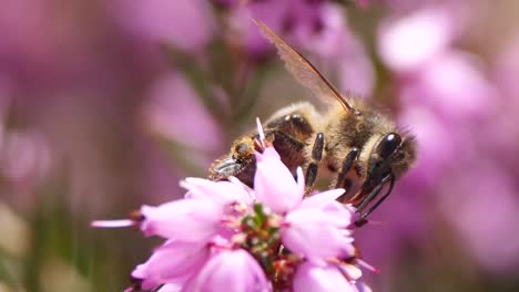 Macro-zoom-in-shot-of-wild-bee-collecting-nectar-of-pink-flower-in-garden-at-sun