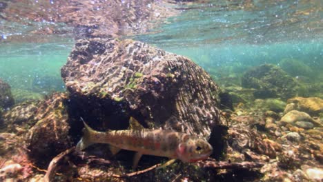 An-underwater-shot-of-a-small-cutthroat-trout-swimming-in-a-creek
