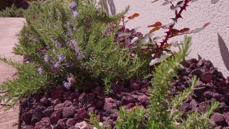 Rosemary-garden,-outdoor-landscaping-Mediterranean-residence