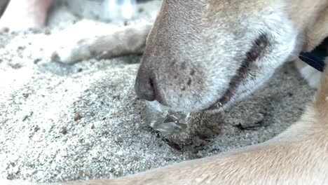Detail-of-tongue-dog-licking-ice-in-slow-motion