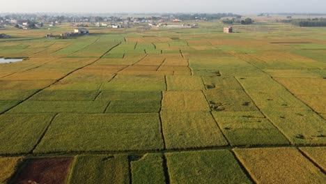 A-low-aerial-flight-over-the-beautiful-rice-fields-ready-for-harvest-and-a-small-village-in-the-middle-of-the-fields