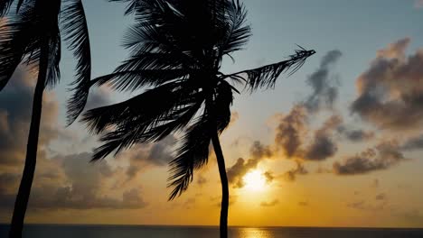 Time-Lapse-Of-Green-Palm-Trees-Waving-In-Wind-At-Sea-During-Sunset-Time