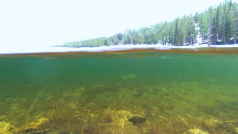 Underwater-shot-of-releasing-a-cutthroat-trout