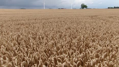 Tilt-up-from-wheat-field-to-horizon-and-wind-turbines-on-European-countryside