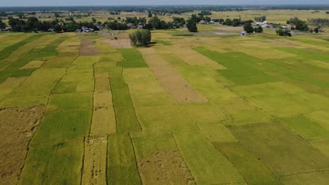 Ein-Flug-über-Die-Schönen-Reisfelder,-Die-Bereit-Für-Die-Ernte-Sind
