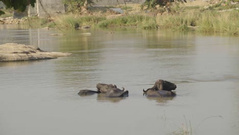 Búfalos-Bañándose-En-Un-Río
