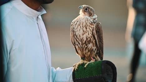 4k:-Ein-Emiratischer-Beduine-Hält-Einen-Falkenvogel-In-Dubai,-Vereinigte-Arabische-Emirate