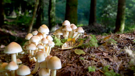 Slow-dolly-shot-showing-mushroom-groups-growing-in-forest-on-trunk-Lighting-by-sun