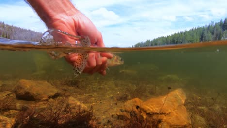 Releasing-a-cutthroat-trout-at-an-alpine-lake
