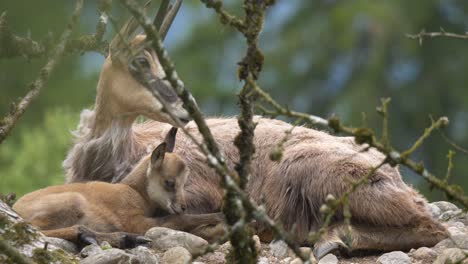 Close-up-of-cute-Chamois-Family-resting-together-outdoors-in-wilderness---Austria,Europe