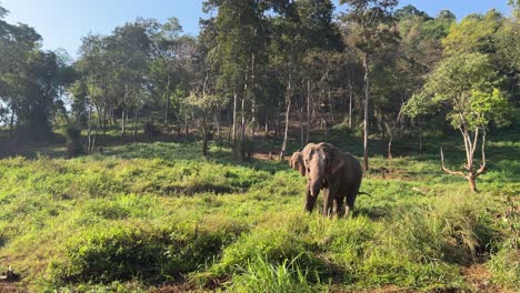 Elefantes-Felices-Y-Libres-Pastando-En-Chiang-Mai,-Tailandia