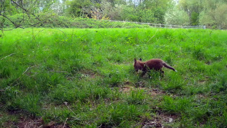 Red-Fox-Cubs-Play-Fighting-in-a-Green-Field-in-England