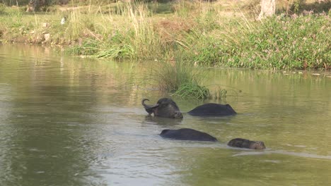 Nahaufnahme-Von-Wasserbüffeln,-Die-In-Einem-Fluss-Baden