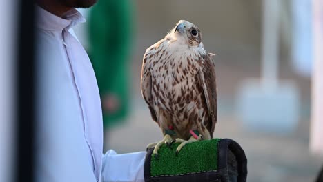 4K:-A-Emirati-Bedouin-hold-a-Falcon-bird-in-Dubai,-United-Arab-Emirates