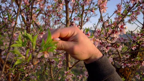 Man-collects-almond-flowers-at-dusk-in-early-spring