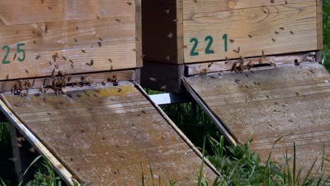 Slow-Motion-shot-of-many-bees-flying-into-wooden-beehive-outdoors-in-sunlight