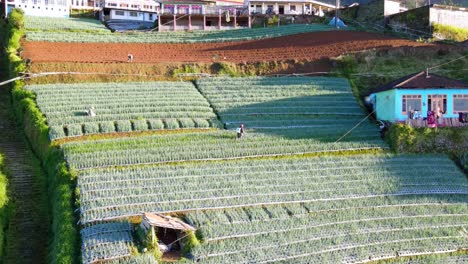 Drone-shot-of-a-farmer-is-working-on-the-vegetable-plantation-to-spray-fertilizer---Traditional-Indonesian-farmer