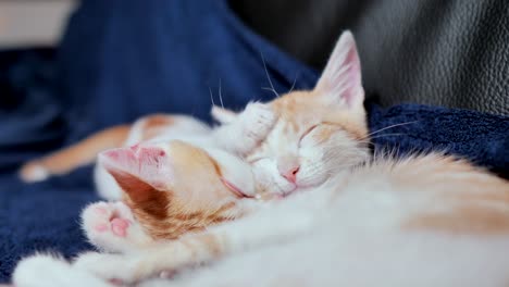 Close-up-shot-of-two-cute-baby-cats-with-red-head-hairs-cuddling-together-at-home