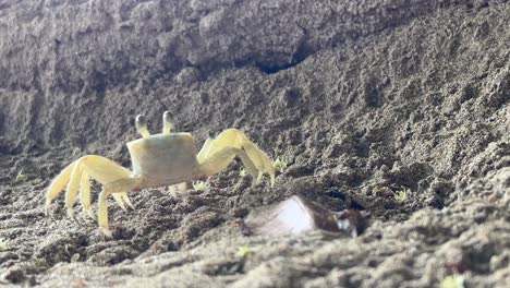 White-and-yellow-Atlantic-ghost-Crab-moving-around-on-sand-and-leaving-frame---Ocypode-quadrata