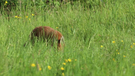 Fuchsjunges,-Das-Im-Langen-Gras-Herumschnüffelt,-Blickt-Plötzlich-In-Richtung-Kamera