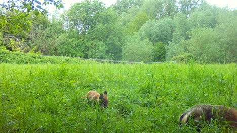 Fox-Cub-and-Badger-Eating-Together-in-a-Field-in-Daylight,-England