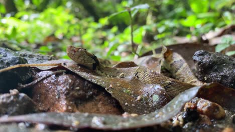 Pit-viper-Jararaca-young-snake-moving-with-heads-up-on-atlantic-forest-floor,-defocus-and-focus