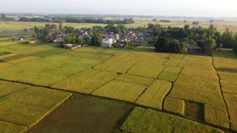 A-low-aerial-flight-over-the-beautiful-rice-fields-ready-for-harvest-and-a-small-village-in-the-middle-of-the-fields