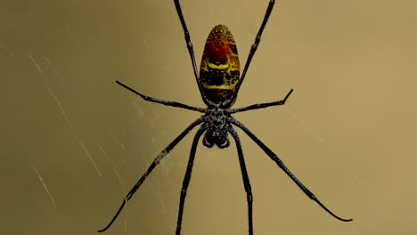 Macro-close-up-of-yellow-striped-silk-spider-resting-in-web-net-outdoors