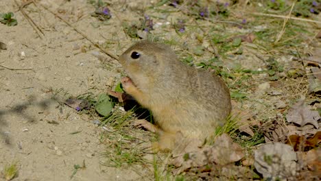 Nahaufnahme-Eines-Spermophilus-Eichhörnchens,-Das-An-Sonnigen-Tagen-Im-Freien-In-Der-Wildnis-Isst