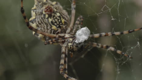 Große-Gelbe-Spinne-Frisst-Insekt-Im-Netzsack,-Art-Argiope-Lobata-Mit-Sichtbarem-Bauch-Und-Spinnwarzen