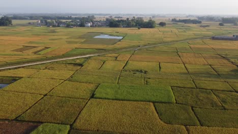 Eine-Luftige-Tiefflugansicht-Der-Schönen-Reisfelder,-Die-Zur-Ernte-Bereit-Sind