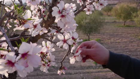 Der-Mensch-Sammelt-Mandelblüten-In-Der-Abenddämmerung-Im-Zeitigen-Frühjahr
