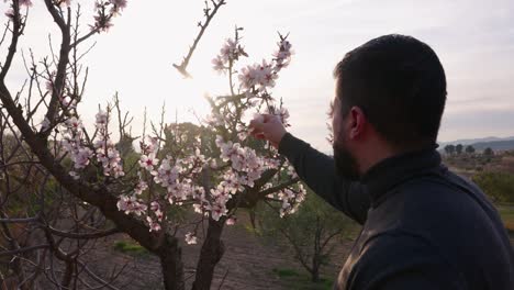 Der-Mensch-Sammelt-Mandelblüten-In-Der-Abenddämmerung-Im-Zeitigen-Frühjahr