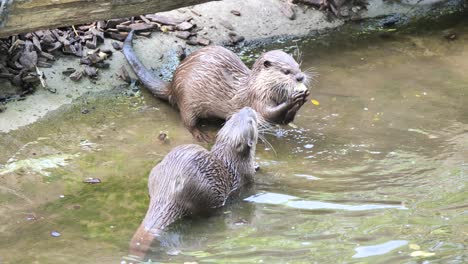Ein-Paar-Wilde-Otter-Im-See,-Die-Fische-Fangen-Und-In-Der-Wildnis-Essen
