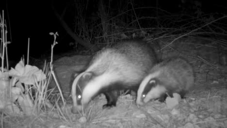 Badger-in-the-Woods-with-Four-Cubs-Snuffling-for-Food