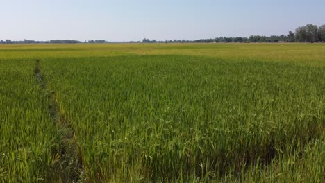 Ein-Tiefflug-über-Die-Schönen-Reisfelder,-Die-Zur-Ernte-Bereit-Sind