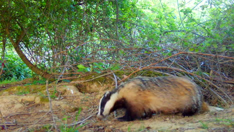 Badger-in-the-Woods-in-Daylight,-Looking-for-Food-then-Looking-at-Camera-and-Walking-Off