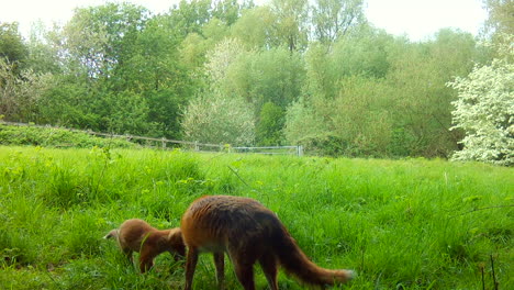 Fuchsjunges-Und-Erwachsener-In-Einem-Grünen-Feld-In-England,-Das-Auf-Der-Suche-Nach-Nahrung-Herumschnüffelt
