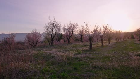 Man-walks-in-a-field-of-almond-blossoms-at-sunset-with-pink-sky,-in-early-spring