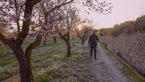Man-walks-among-almond-trees-in-blossom-at-dusk-in-early-spring