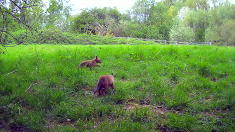 Red-Fox-Cubs-in-a-Field-in-England,-Sniffing,-Running-and-Jumping
