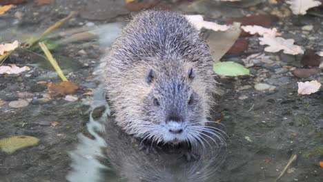 Close-up-shot-of-wild-Nutria-Cooling-in-clear-water-of-river-during-sunny-day-in-autumn