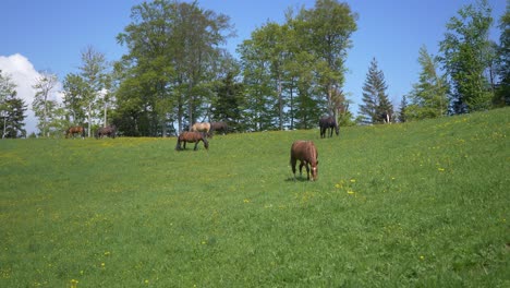 Group-of-brown-and-black-horses-grazing-on-grassy-mountain-with-forest-on-top-against-blue-sky---wide-shot