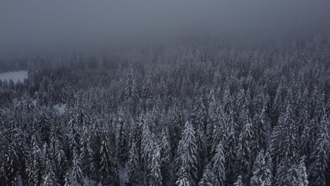 Moody-forrest-from-drone-in-winter-and-mist