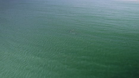 Aerial-of-dolphins-swimming-in-a-pod