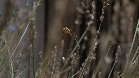Bright-yellow-spider-eats-insect-on-spiderweb,-species-Argiope-lobata-in-lavender-bush